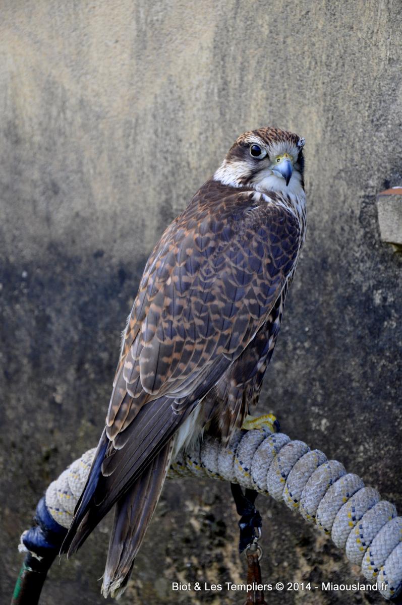 011 - Biot et Templiers 2014