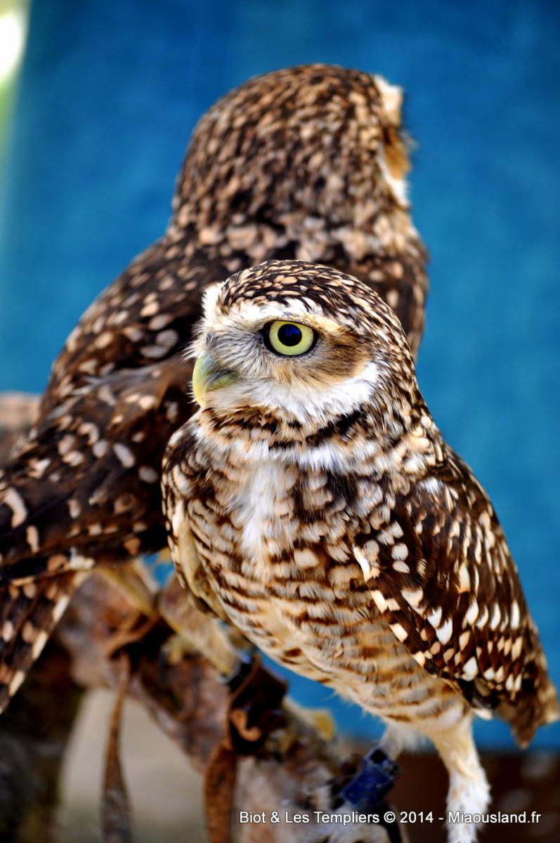 117 - Biot et Templiers 2014