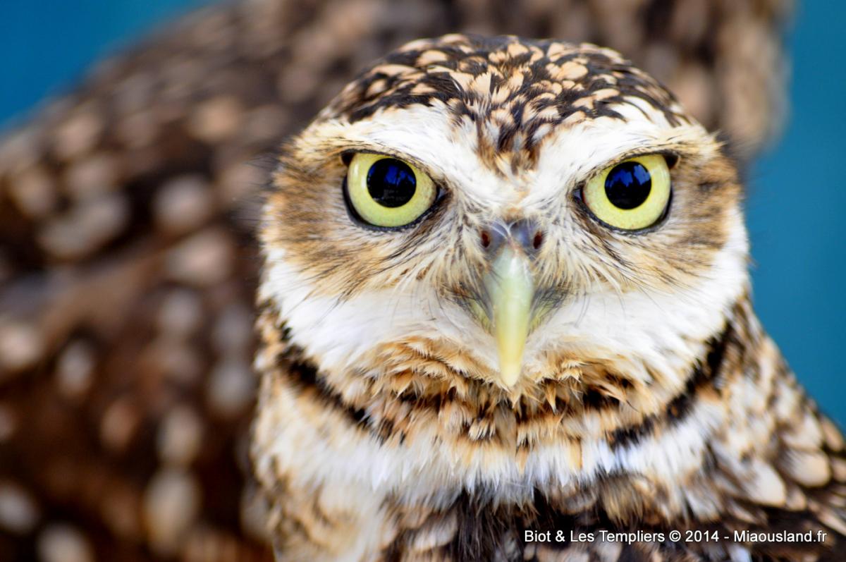 118 - Biot et Templiers 2014