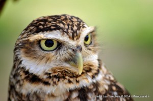 116 - Biot et Templiers 2014