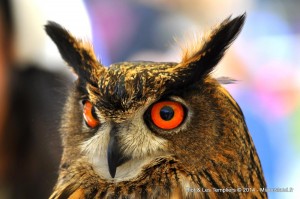 119 - Biot et Templiers 2014