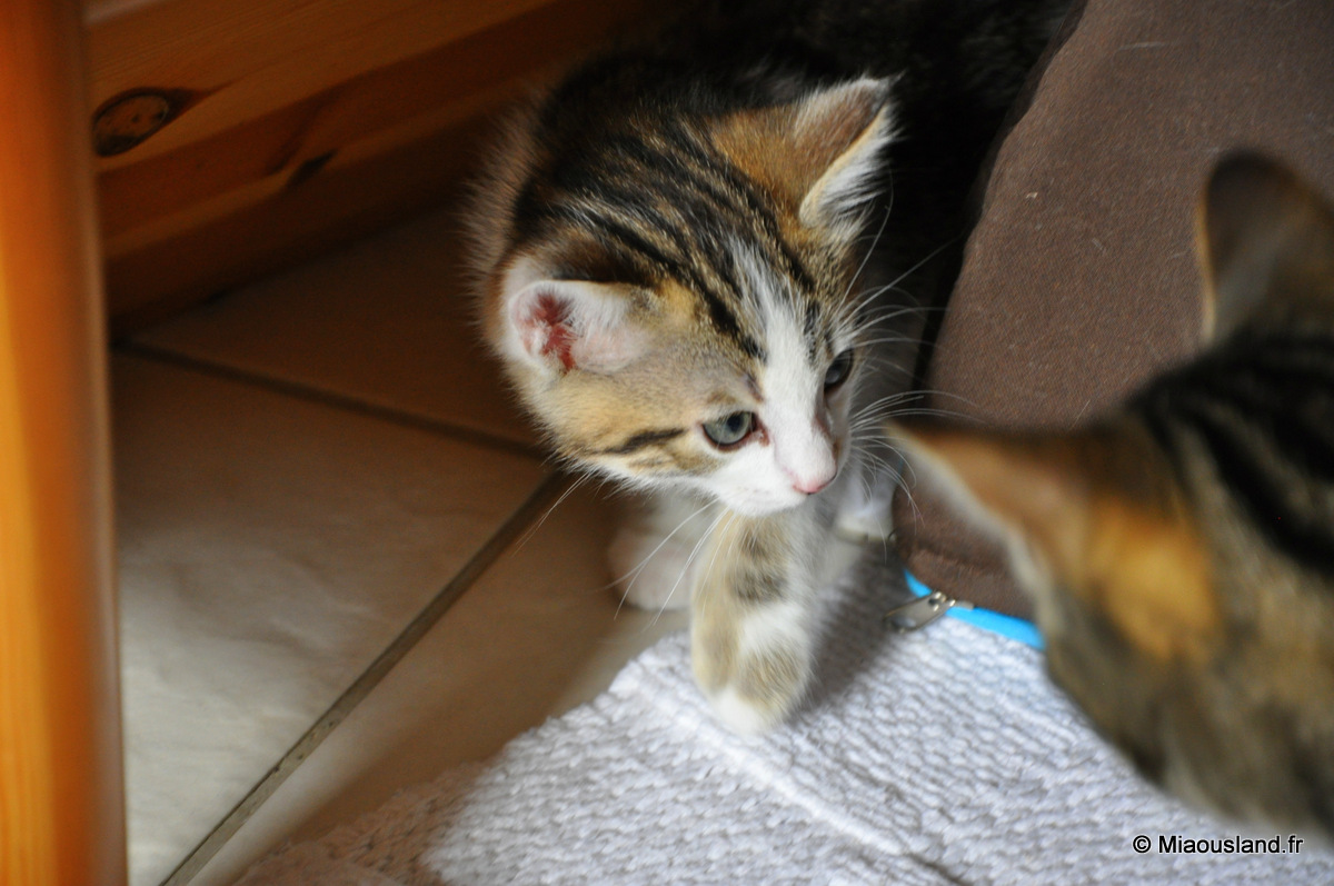 04 - Wazaby - Dcouverte de la maison