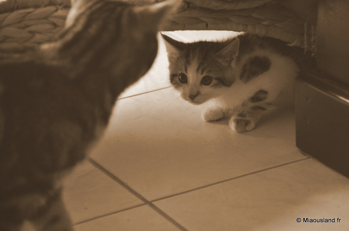 06 - Wazaby - Intimid par la grande soeur