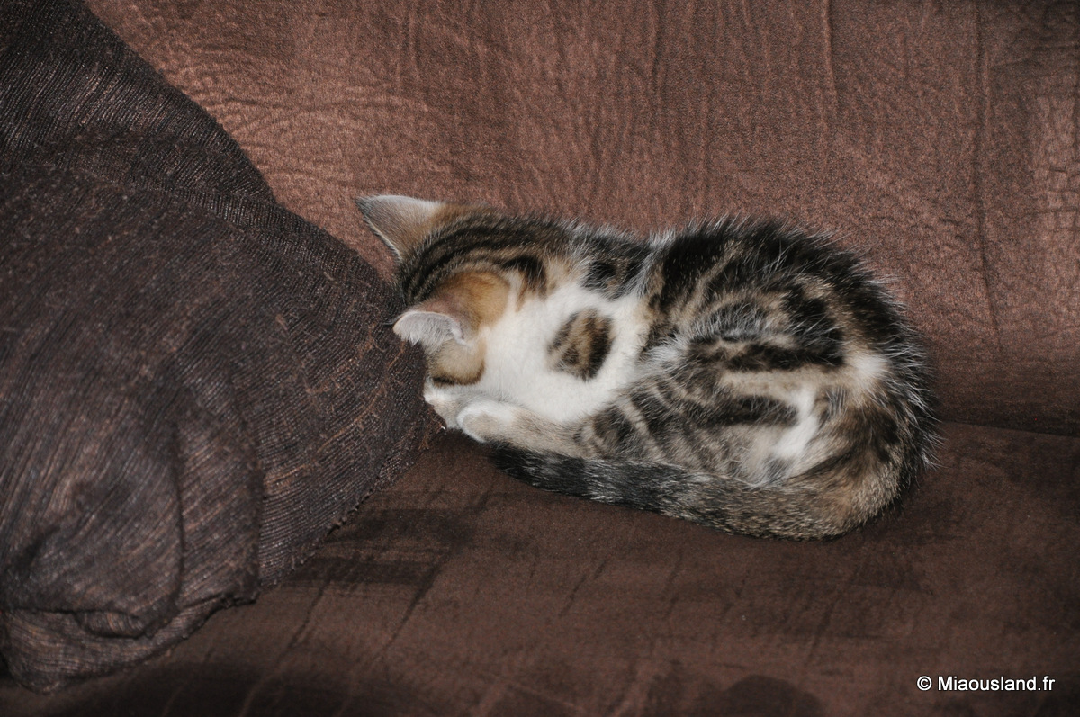 09 - Wazaby - Une pause bien mrite