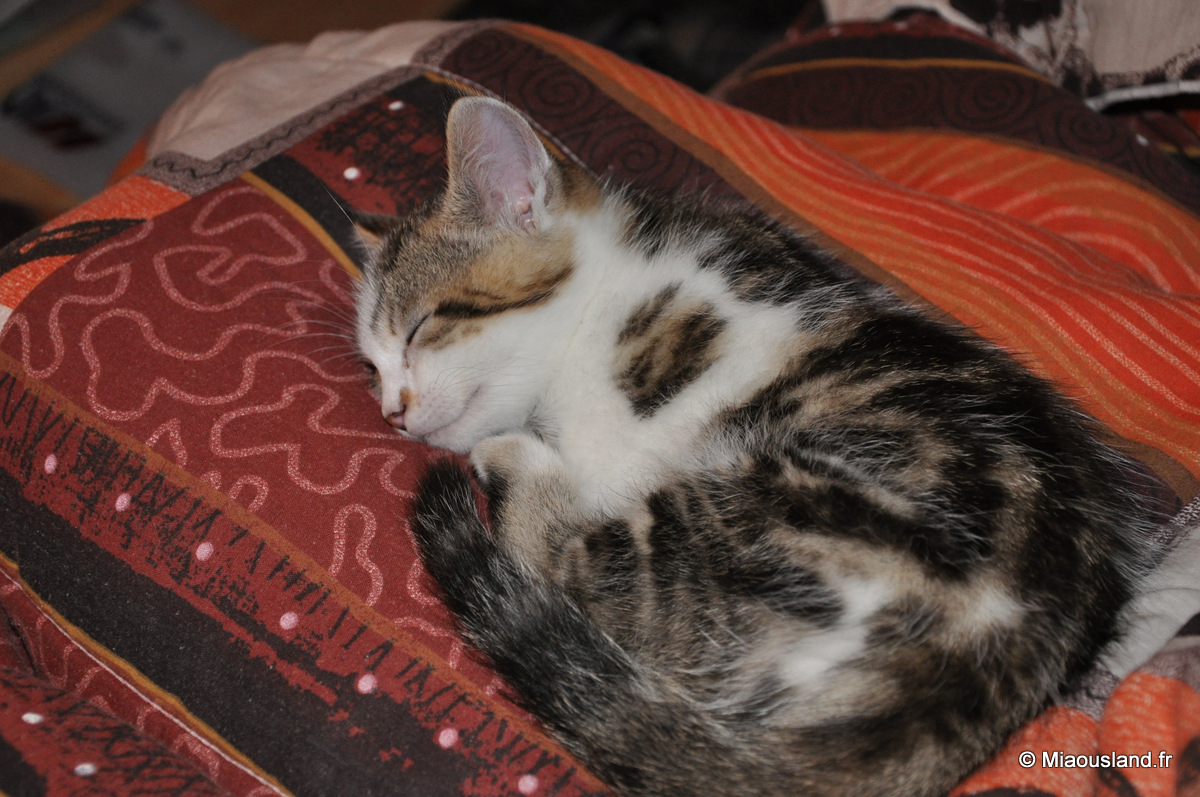 10 - Wazaby - Je ne fais que dormir