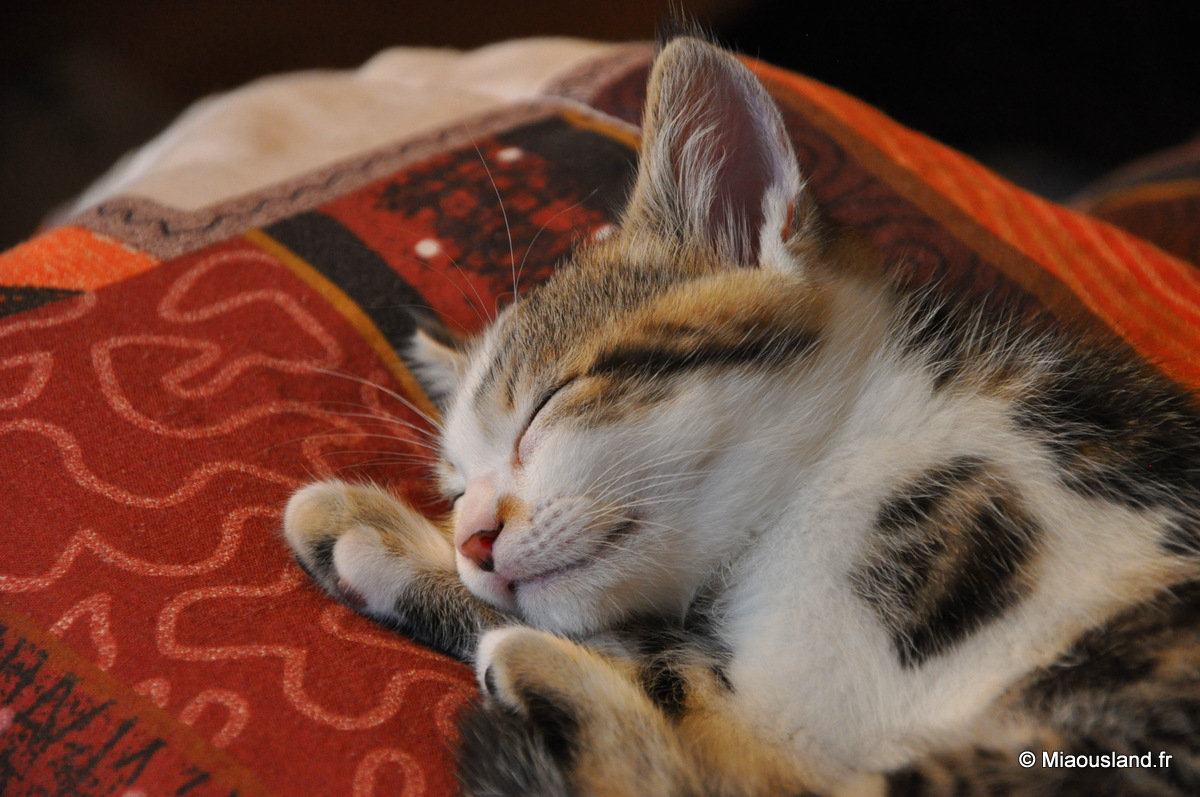 11 - Wazaby - Je ne fais que dormir