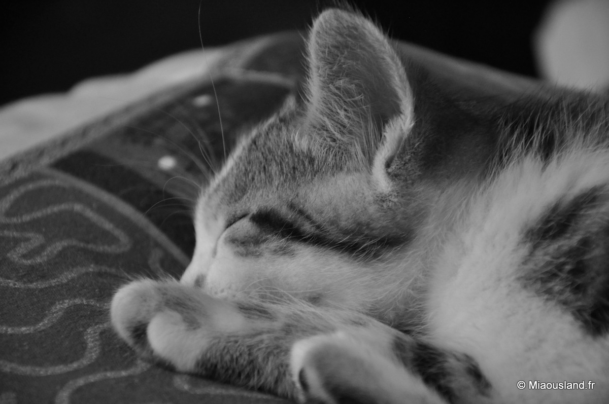 12 - Wazaby - Je ne fais que dormir