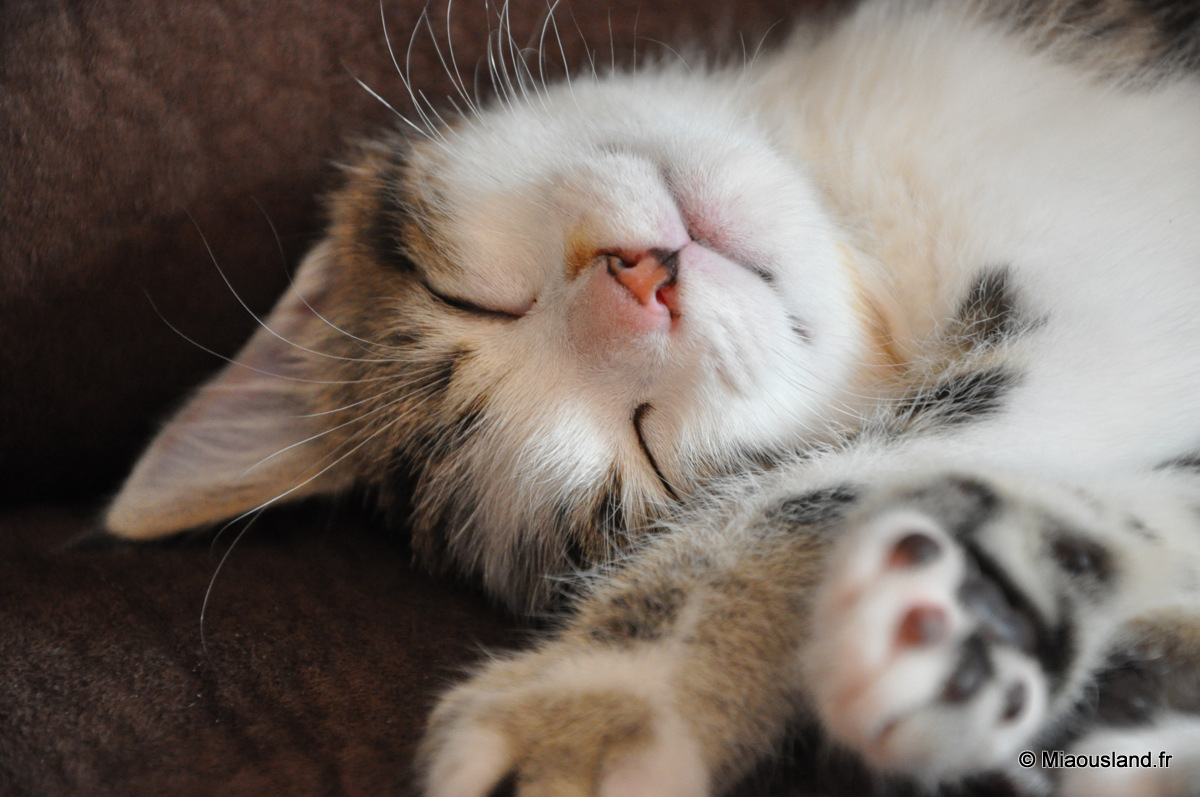 13 - Wazaby - Je ne fais que dormir