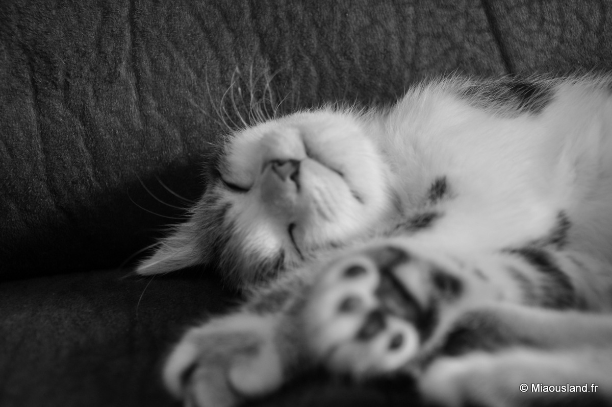 14 - Wazaby - Je ne fais que dormir