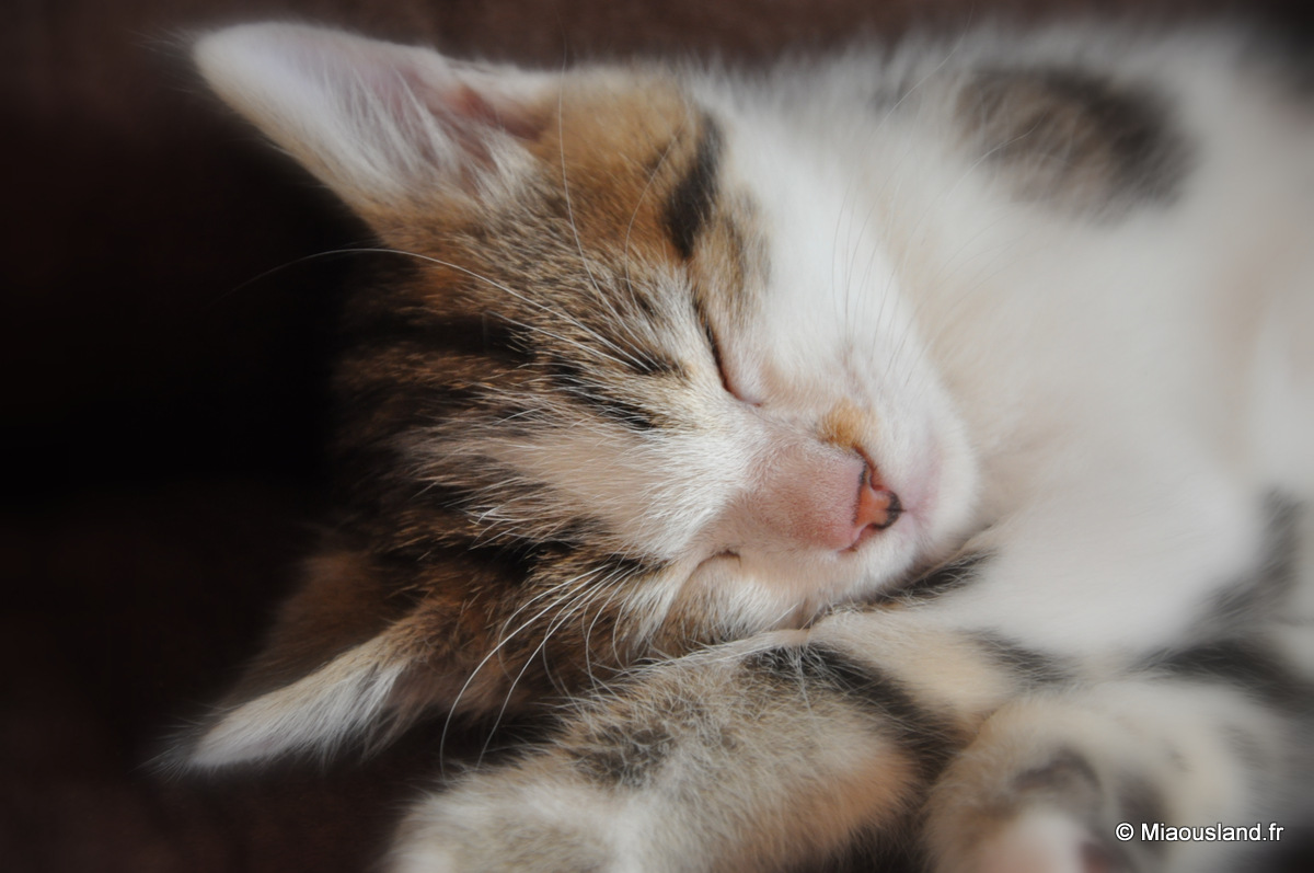 15 - Wazaby - Je ne fais que dormir