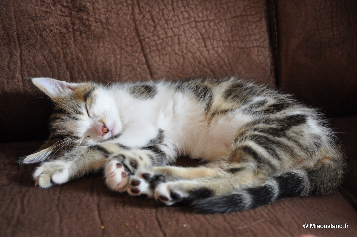 16 - Wazaby - Je ne fais que dormir