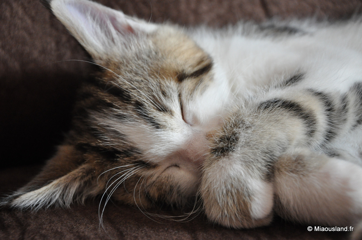 17 - Wazaby - Je ne fais que dormir