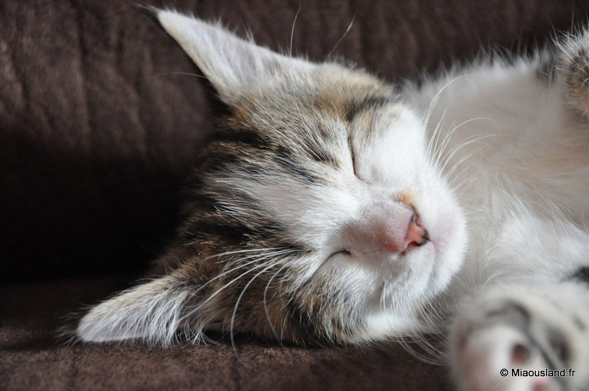 18 - Wazaby - Je ne fais que dormir