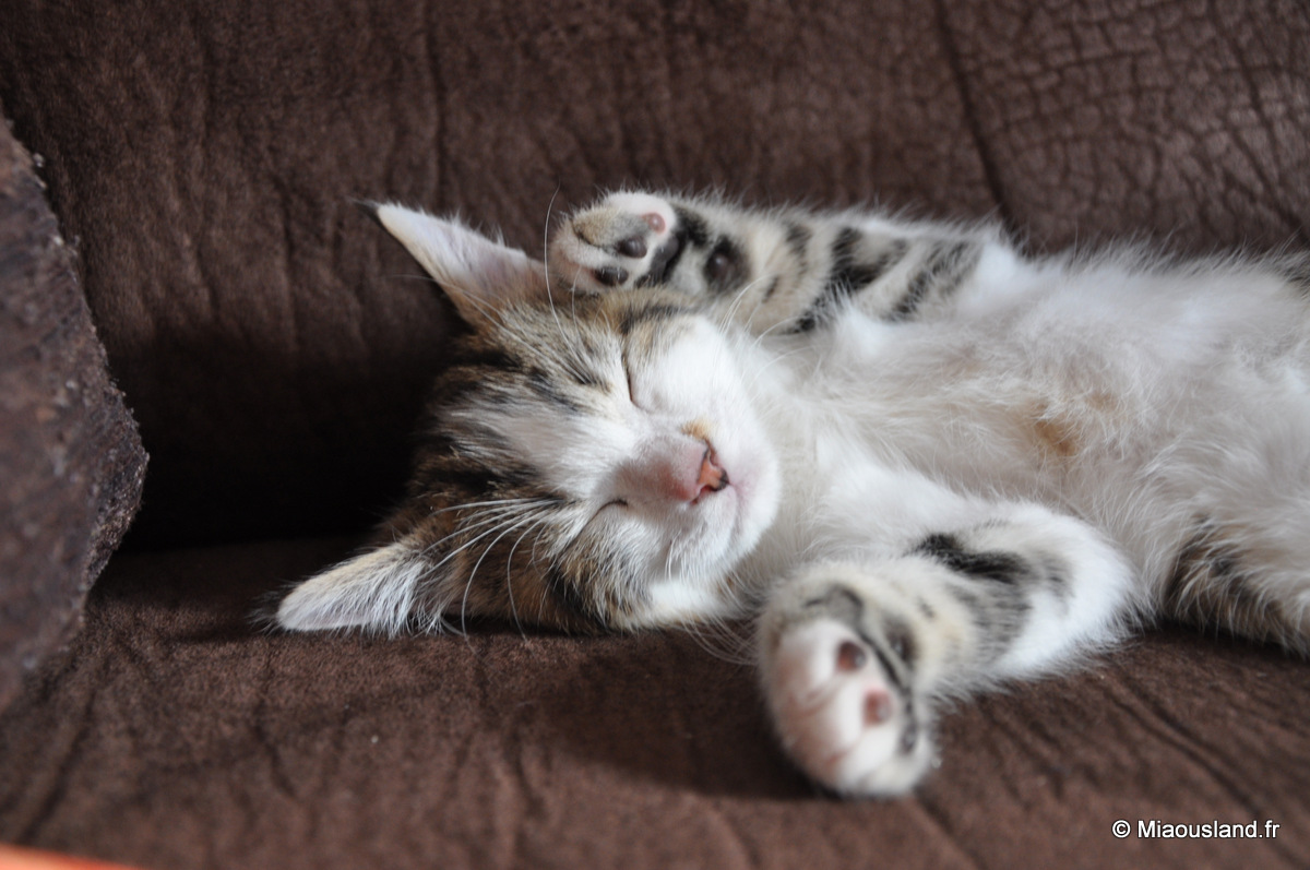 19 - Wazaby - Je ne fais que dormir