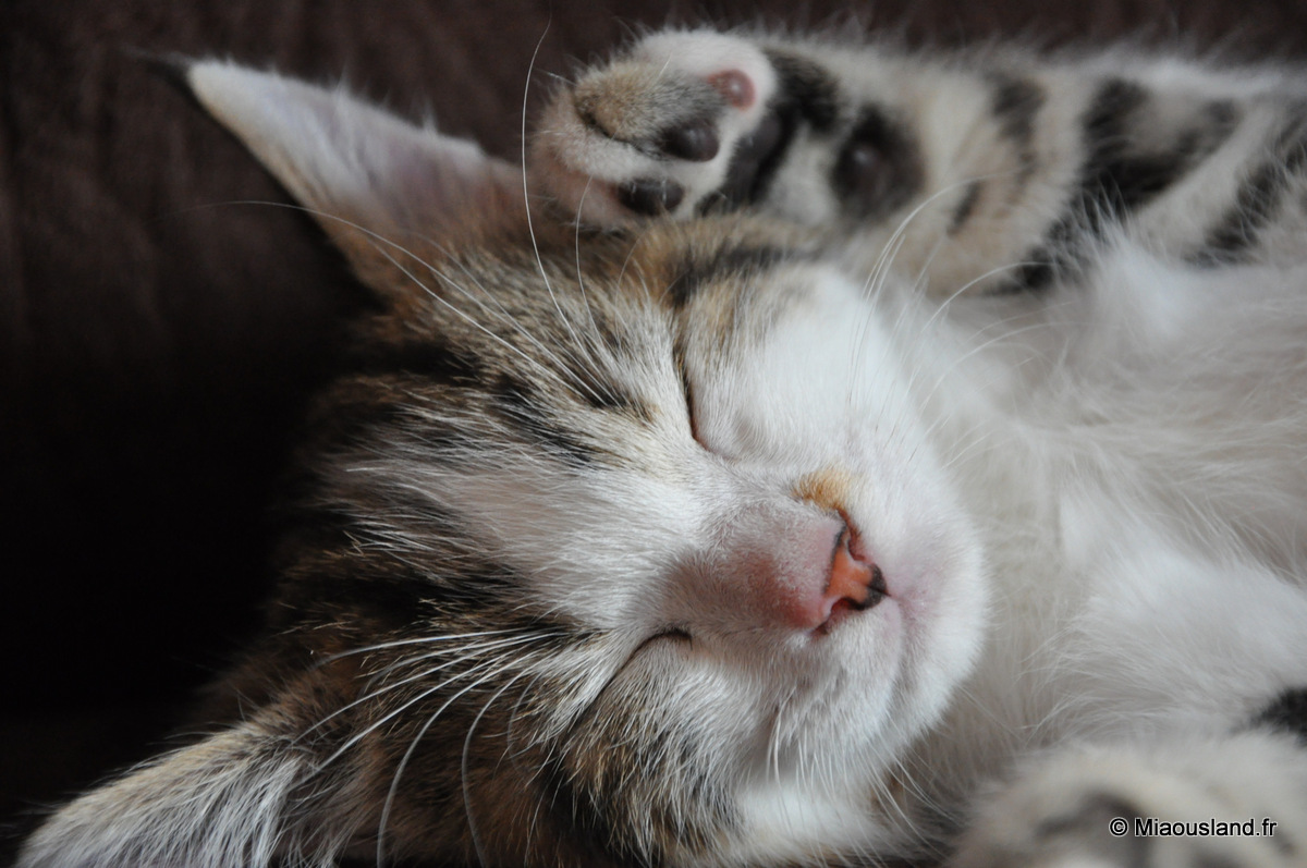 20 - Wazaby - Je suis craquant