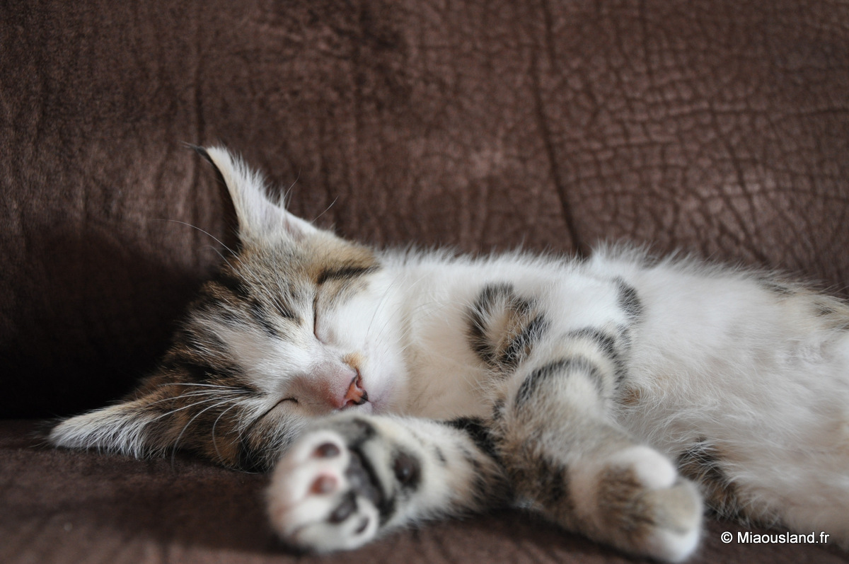 21 - Wazaby - Je suis craquant