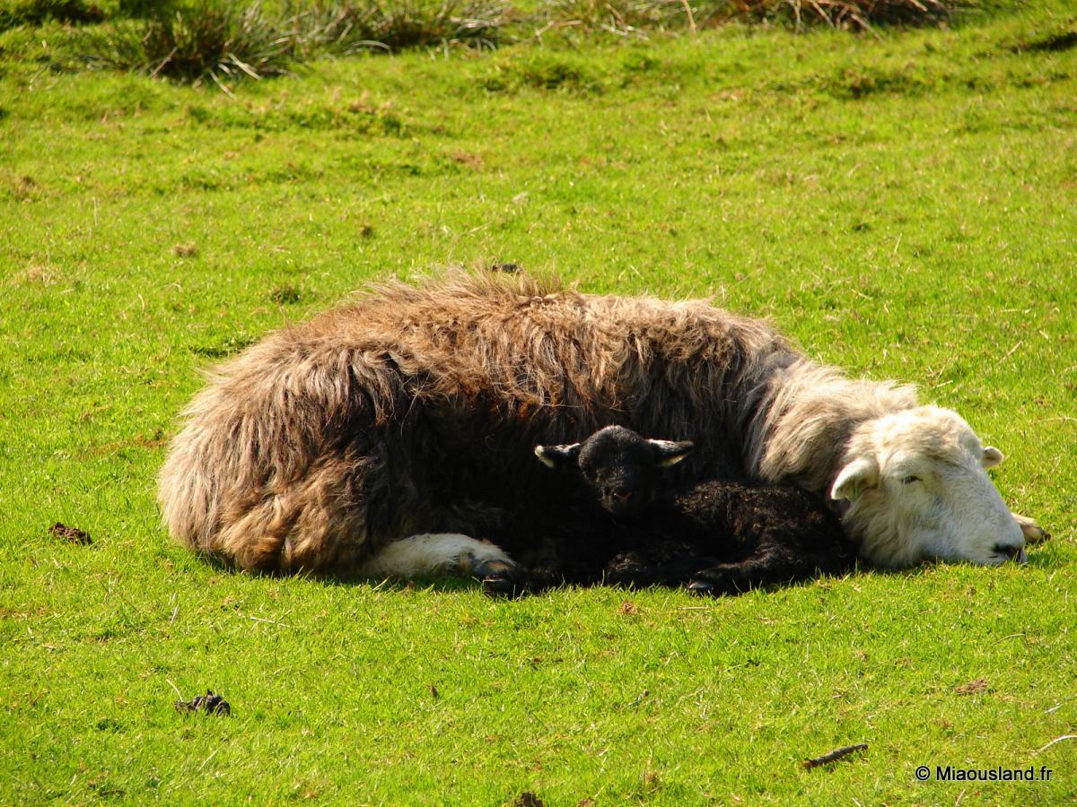 15 - The Pike - Sieste