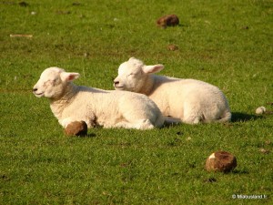 34 - Aroud Elterwater - 