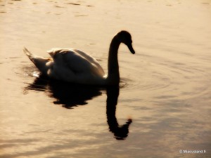 36 - Aroud Elterwater - 