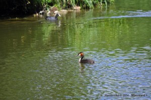027 - Rambouillet 2014