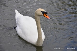 061 - Strasbourg 2014