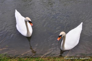062 - Strasbourg 2014