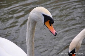 064 - Strasbourg 2014