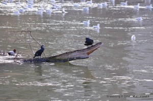 070 - Strasbourg 2014