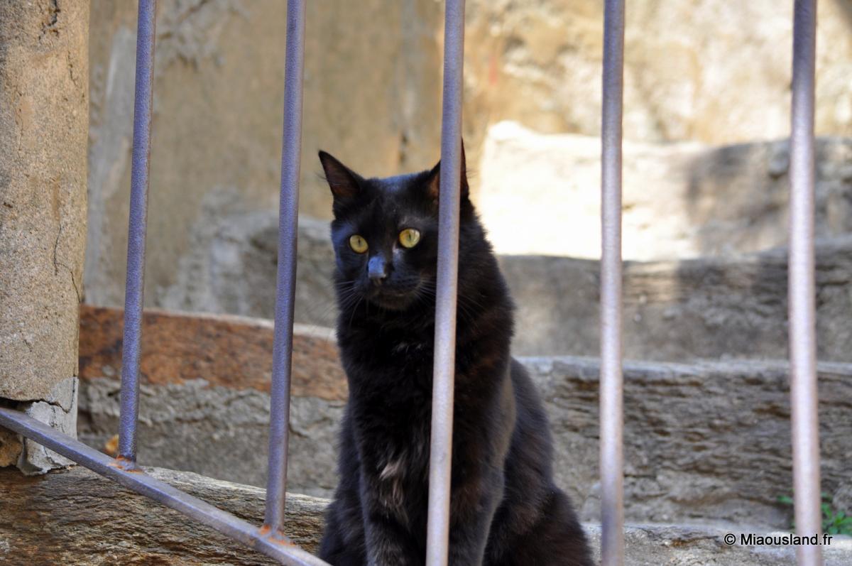 05 - Bormes les Mimosas 02