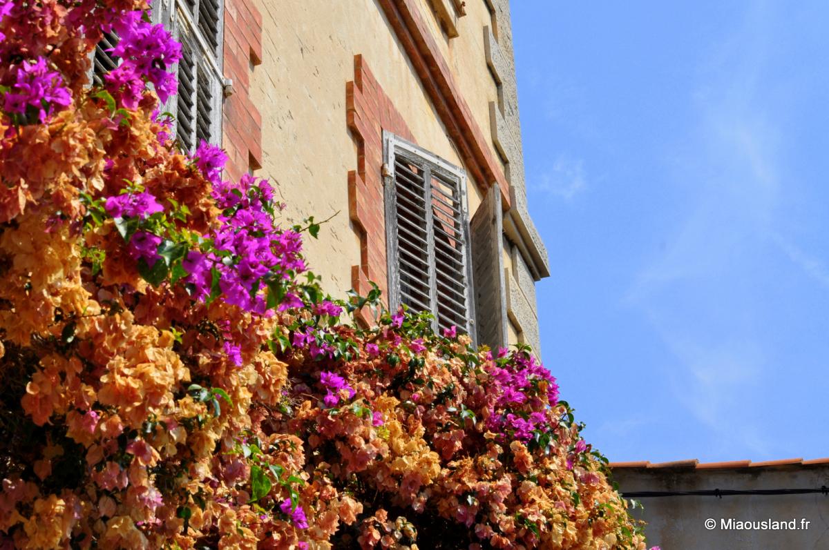 05 - Bormes les Mimosas 03