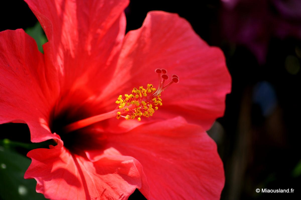 05 - Bormes les Mimosas 06