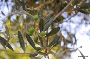 18 - Le lavandou - Olivier