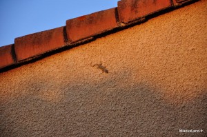 21 - Le lavandou - Lezard