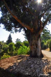 22 - Domaine du Rayol - Jardin