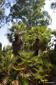 23 - Domaine du Rayol - Jardin