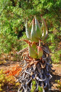 24 - Domaine du Rayol - Jardin