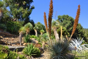 28 - Domaine du Rayol - Jardin