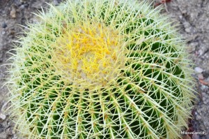 29 - Domaine du Rayol - Jardin