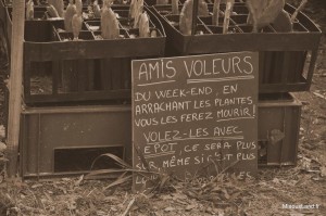 30 - Domaine du Rayol - Jardin