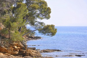 31 - Domaine du Rayol - Jardin