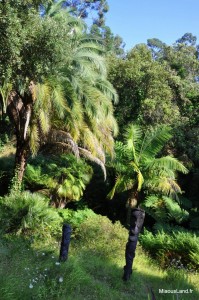 32 - Domaine du Rayol - Jardin