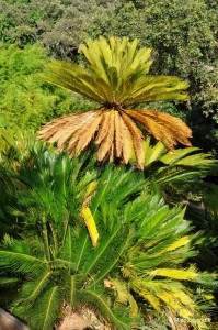 33  - Domaine du Rayol - Jardin