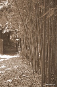 34 - Domaine du Rayol - Plantation de Bambou