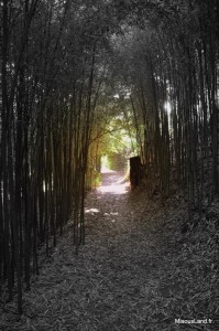 35 - Domaine du Rayol - Plantation de Bambou