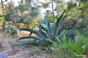 36  - Domaine du Rayol - Jardin